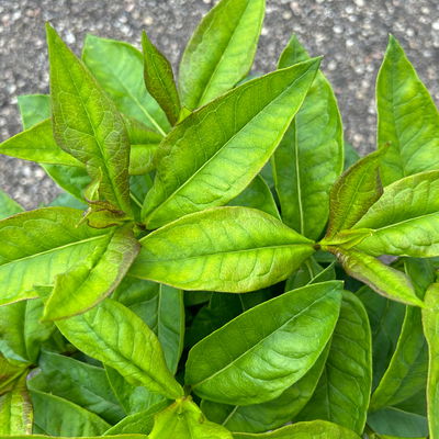 Kölles Beste Flammenblume 'Adessa® Rose Eye', 3 Liter Topf