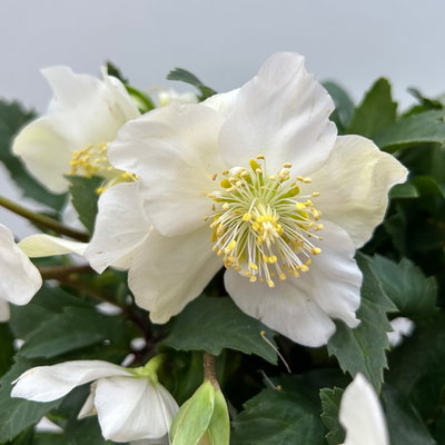 Christrose 'HGC® Wintergold®', weiß, Topf-Ø 17 cm, 2 Pflanzen Christrose 'HGC® Wintergold®', weiß, Topf-Ø 17 cm, 2 Pflanzen