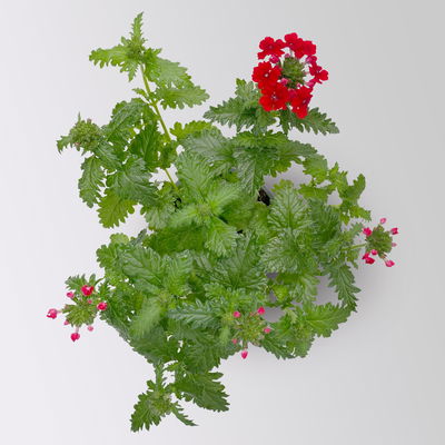 Eisenkraut rot, Topf-Ø 12 cm, 6 Stück