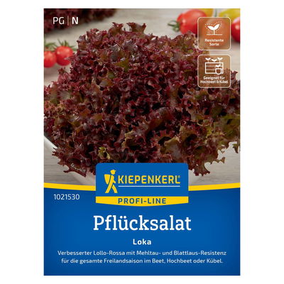 Saatgut, Pflücksalat 'Loka' Saatgut, Pflücksalat 'Loka'