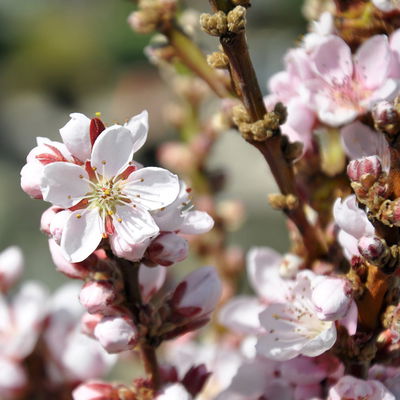 Kölle Bio Zwergpfirsich 'Diamond'® ZaipeviⓈ, Topf 7,5 Liter Kölle Bio Zwergpfirsich 'Diamond'® ZaipeviⓈ, Topf 7,5 Liter