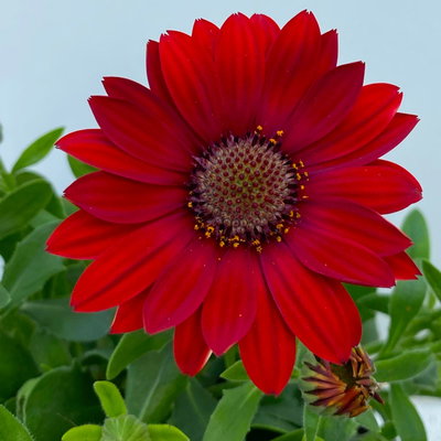 Kapkörbchen rot, Topf-Ø 12 cm, 6er-Set