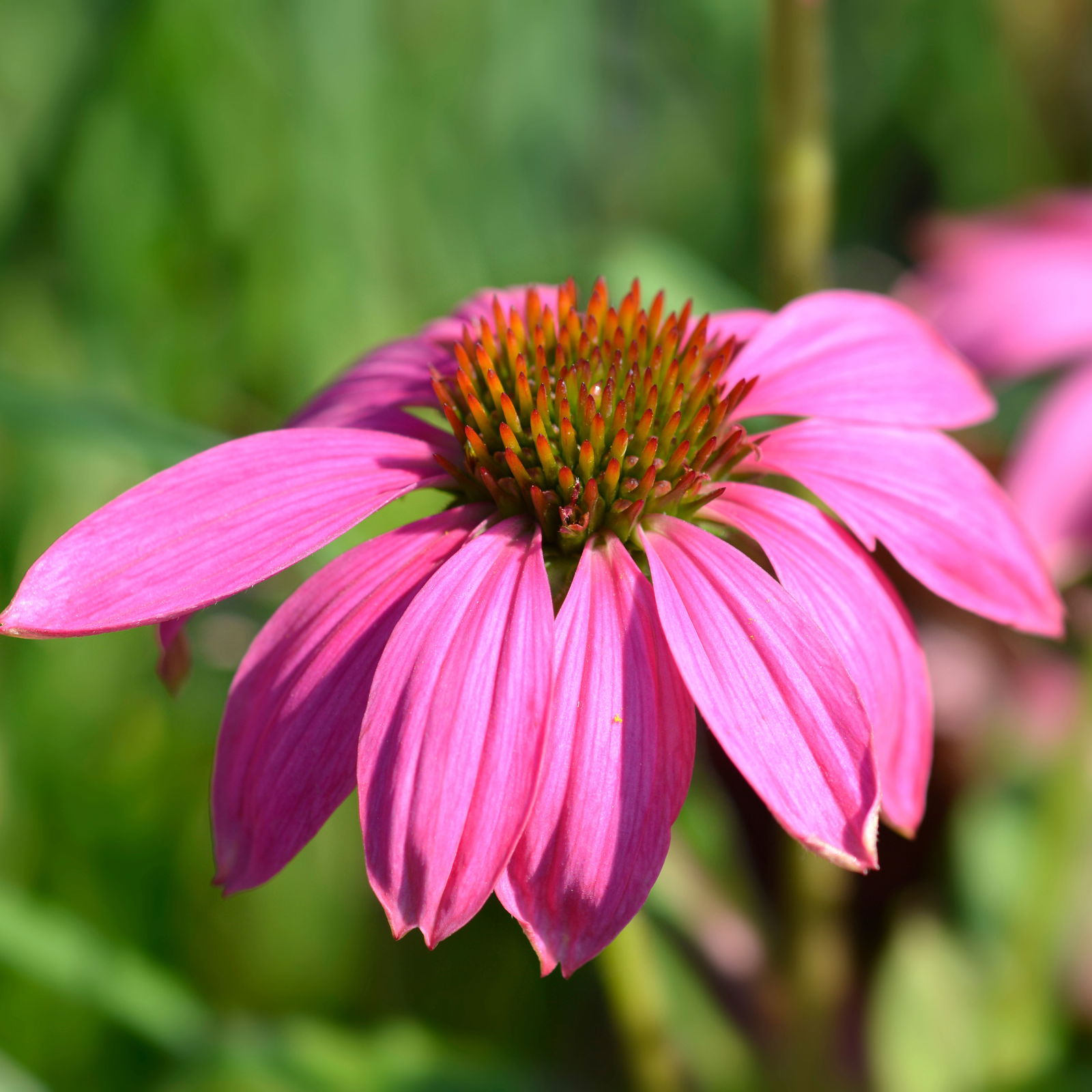 Purpursonnenhut 'PowWow® Wild Berry', purpurrosa, Topf-Ø 13 cm