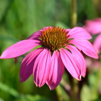 Purpursonnenhut 'PowWow® Wild Berry', purpurrosa, Topf-Ø 13 cm