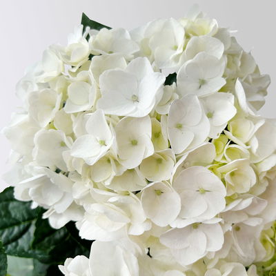 Hortensie Hovaria® 'Holibel' weiß, Topf-Ø 14 cm, Höhe ca. 40 cm