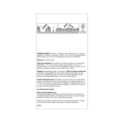 Dekorative-Dahlien Mischung, Großpackung, 3 Blumenknollen