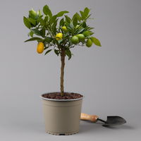 Limequat, Topf ca. 20 cm Ø, Höhe ca. 60 cm,