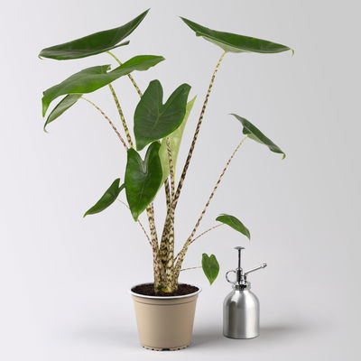 Alocasia 'Zebrina', Topf-Ø 14 cm, Höhe ca. 45 cm, 2 Pflanzen