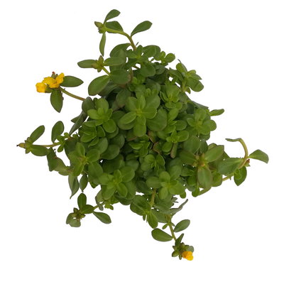 Portulakröschen, gelb, Topf-Ø 12 cm, 6 Pflanzen