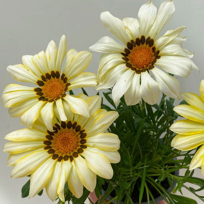 Mittagsgold Farbe zufällig, Topf-Ø 12 cm, 6er-Set Mittagsgold Farbe zufällig, Topf-Ø 12 cm, 6er-Set