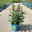 Zwerg-Schmetterlingsstrauch, Buddleja davidii BUZZ™ 'Wine'(s), Topf 5 Liter