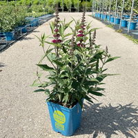 Zwerg-Schmetterlingsstrauch, Buddleja davidii BUZZ™ 'Wine'(s), Topf 5 Liter