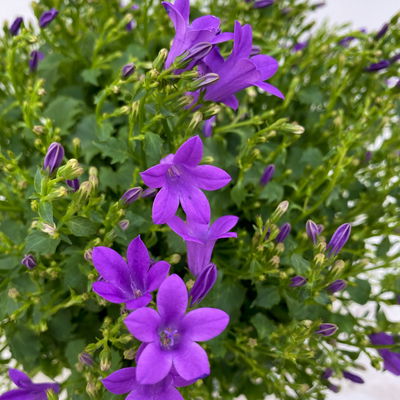 Glockenblume 'Ambella® Purple' lilablau, Topf-Ø 15 cm, 3er-Set Glockenblume 'Ambella® Purple' lilablau, Topf-Ø 15 cm, 3er-Set