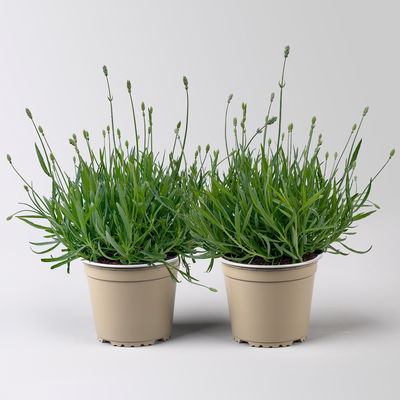 Lavendel 'Aromance White' weiß, Topf-Ø 19 cm, 2er-Set Lavendel 'Aromance White' weiß, Topf-Ø 19 cm, 2er-Set