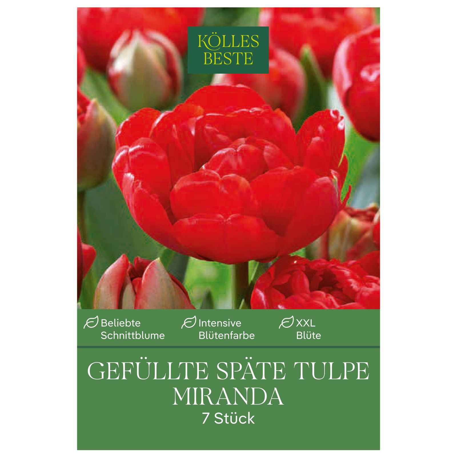 Gefüllte späte Tulpen Miranda rot, 7 Blumenzwiebeln