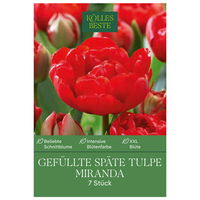 Gefüllte späte Tulpen Miranda rot, 7 Blumenzwiebeln