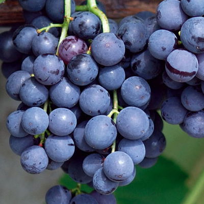 Kernlose Tafeltraube 'Venus®'