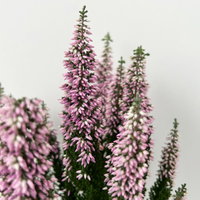 Calluna 'First Ladies®', lila, Topf-Ø 11 cm, 6 Pflanzen Calluna 'First Ladies®', lila, Topf-Ø 11 cm, 6 Pflanzen