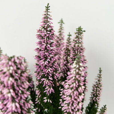 Calluna 'First Ladies®', lila, Topf-Ø 11 cm, 6 Pflanzen Calluna 'First Ladies®', lila, Topf-Ø 11 cm, 6 Pflanzen