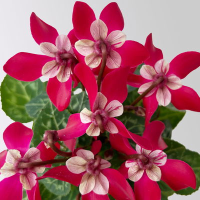 Alpenveilchen Mini, rot, schirmartig, Topf-Ø 6 cm, 10 Pflanzen Alpenveilchen Mini, rot, schirmartig, Topf-Ø 6 cm, 10 Pflanzen