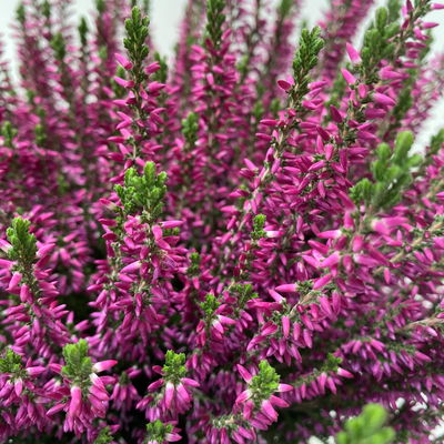 Pflanzenkreation Herbstspaziergang pink-silber, 6 Pflanzen inkl. Erde Pflanzenkreation Herbstspaziergang pink-silber, 6 Pflanzen inkl. Erde