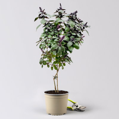 Strauchbasilikum, rosa, Stämmchen, Topf-Ø 19 cm, Höhe ca. 70 cm Strauchbasilikum, rosa, Stämmchen, Topf-Ø 19 cm, Höhe ca. 70 cm