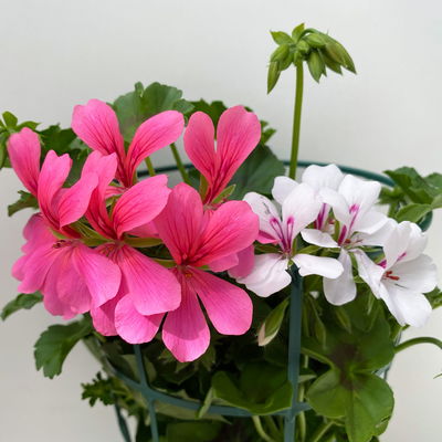 Geranie 'Villetta® Duo', neon rosa-weiß, hängend, Topf-Ø 14 cm, 4 Pflanzen Geranie 'Villetta® Duo', neon rosa-weiß, hängend, Topf-Ø 14 cm, 4 Pflanzen