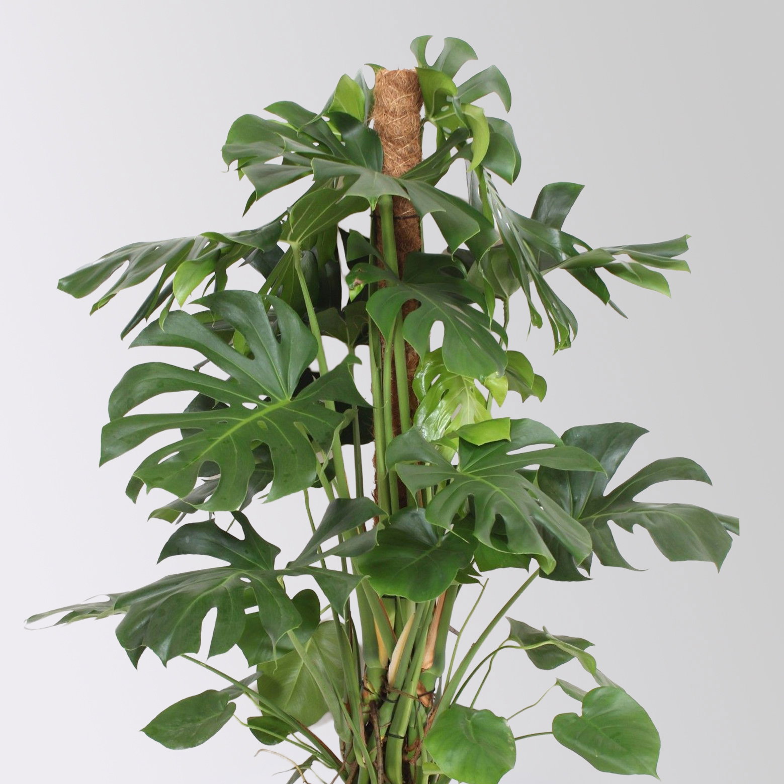 Monstera, am Moosstab, Topf-Ø 34 cm, Höhe ca. 160 cm