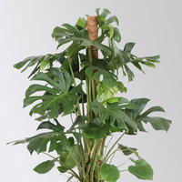Monstera, am Moosstab, Topf-Ø 34 cm, Höhe ca. 160 cm