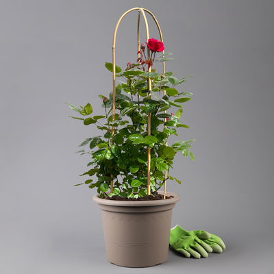 Beetrose 'Kompass'®, rot, Doppelbogen, Topf 10 Liter Beetrose 'Kompass'®, rot, Doppelbogen, Topf 10 Liter