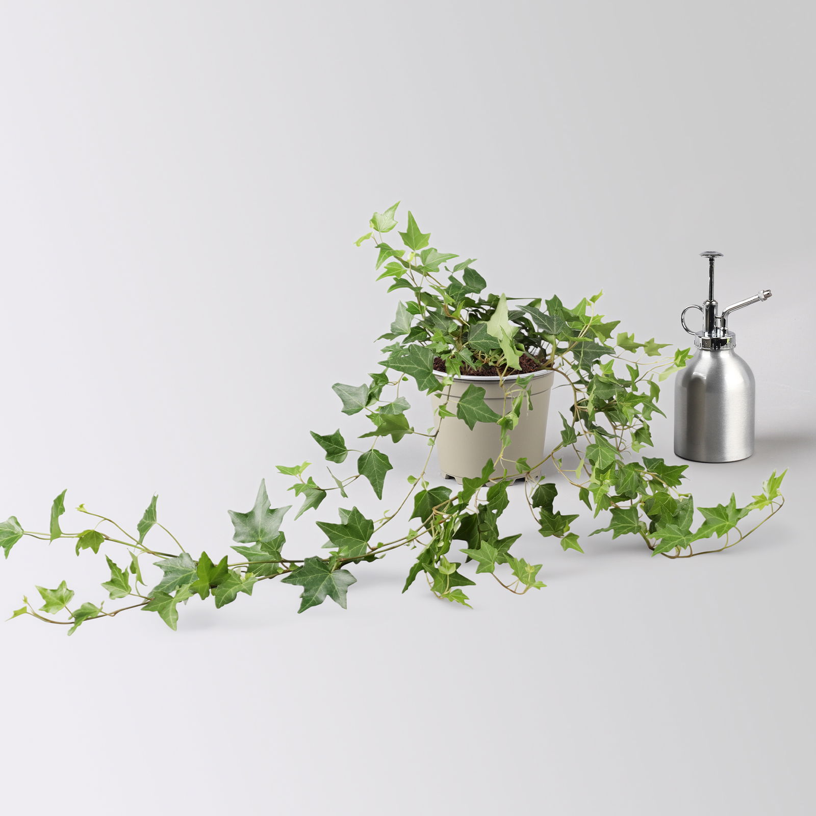 Efeu Mix, grün-weißbunt, Topf-Ø 12/13 cm, 6 Pflanzen Efeu Mix, grün-weißbunt, Topf-Ø 12/13 cm, 6 Pflanzen