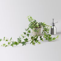 Efeu Mix, grün-weißbunt, Topf-Ø 12/13 cm, 6 Pflanzen Efeu Mix, grün-weißbunt, Topf-Ø 12/13 cm, 6 Pflanzen