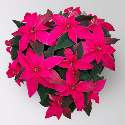 Bio Herbsttern, Euphorbia 'Princettia®', dunkelrosa, Topf-Ø 17 cm