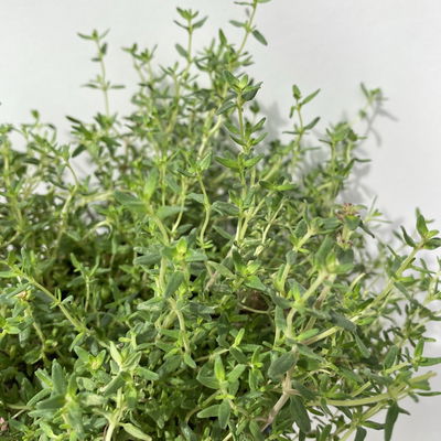 Bio Thymian, Topf-Ø 12cm