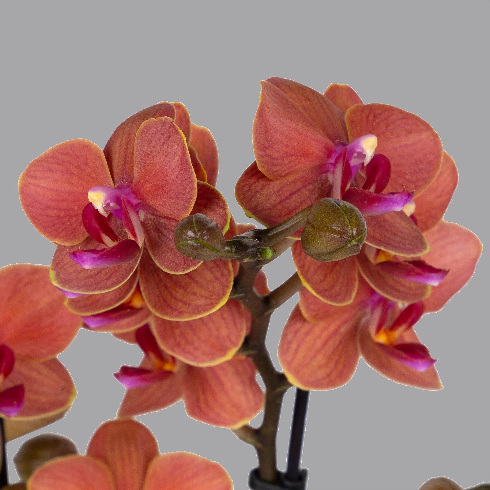 Schmetterlingsorchidee, inkl. Keramiktopf, orange, Topf-Ø 12 cm, Höhe ca. 50 cm