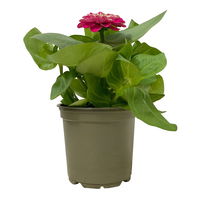 Zinnie, Farbe nach Verfügbarkeit, Topf-Ø 12 cm, 6 Pflanzen