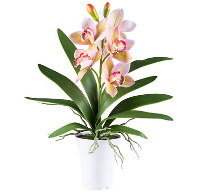 Kunstpflanze Cymbidium, grünrosa, Höhe ca. 53 cm Kunstpflanze Cymbidium, grünrosa, Höhe ca. 53 cm