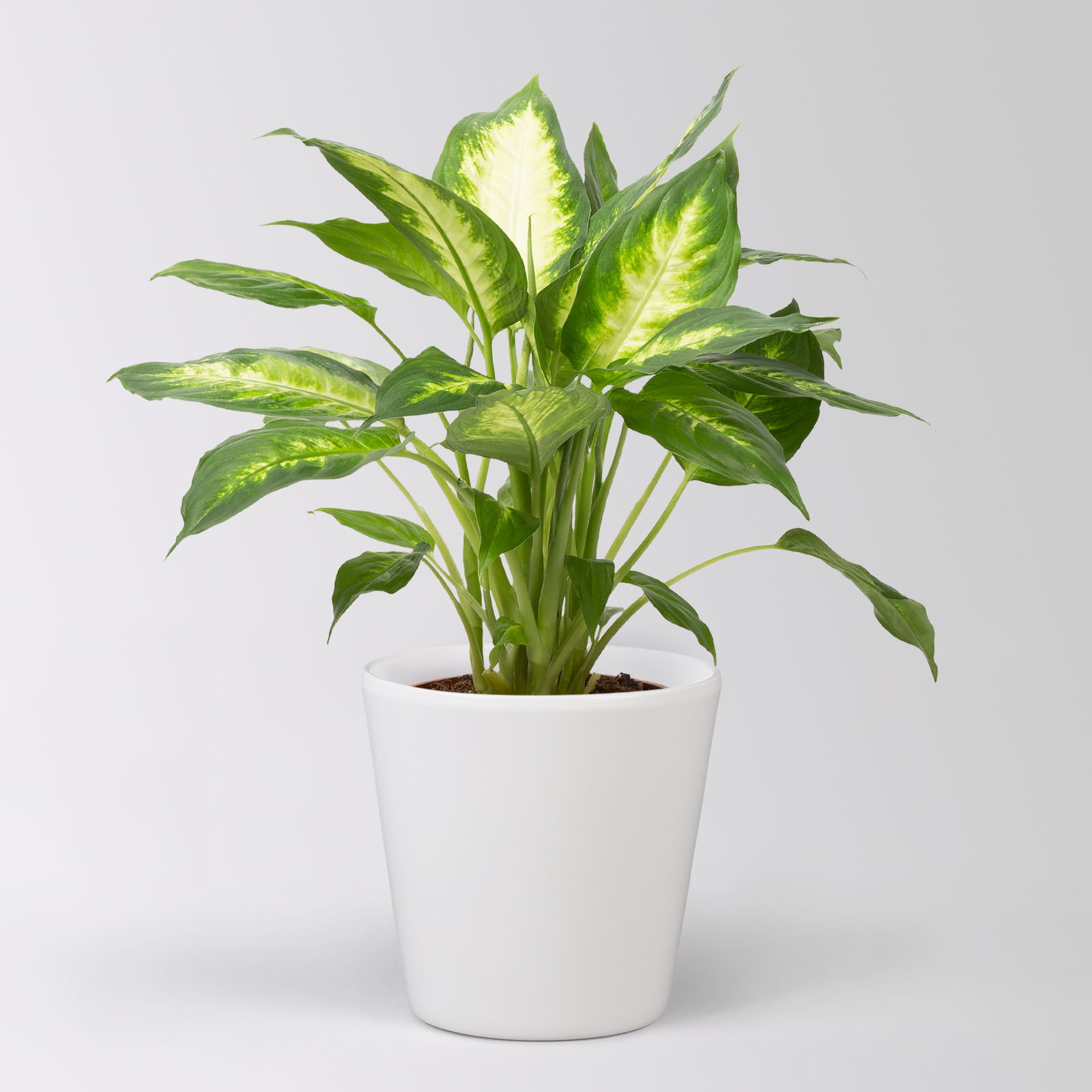 Dieffenbachie 'Camilla', Topf-Ø 17cm, im Übertopf Dallas