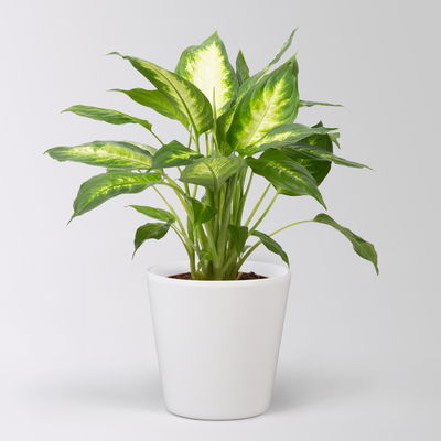 Dieffenbachie 'Camilla', Topf-Ø 17cm, im Übertopf Dallas