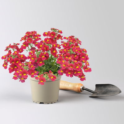 Nemesie, Farbe zufällig, Topf-Ø 12 cm, 6 Pflanzen Nemesie, Farbe zufällig, Topf-Ø 12 cm, 6 Pflanzen