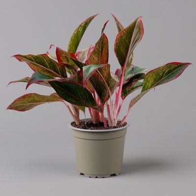 Aglaonema 'Crete', mit Übertopf Dallas weiß, Topf-Ø 12 cm Aglaonema 'Crete', mit Übertopf Dallas weiß, Topf-Ø 12 cm