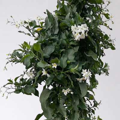 Sommerjasmin, weiß, Pyramide, Topf-Ø 17 cm, Höhe ca. 70 cm, 2 Pflanzen