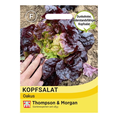 Thompson & Morgan Saatgut, Kopfsalat 'Oakus' Thompson & Morgan Saatgut, Kopfsalat 'Oakus'