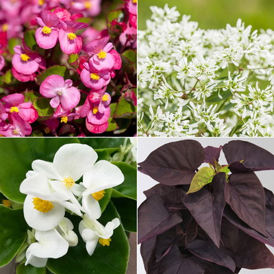 Grabbepflanzung Sommer weiß-rosa, 12 Pflanzen