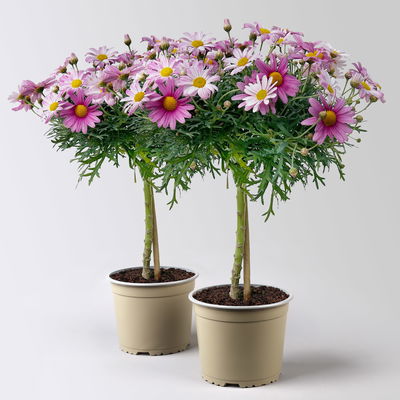 Margerite, rosa, Stamm, Topf-Ø 15 cm, 2 Pflanzen Margerite, rosa, Stamm, Topf-Ø 15 cm, 2 Pflanzen