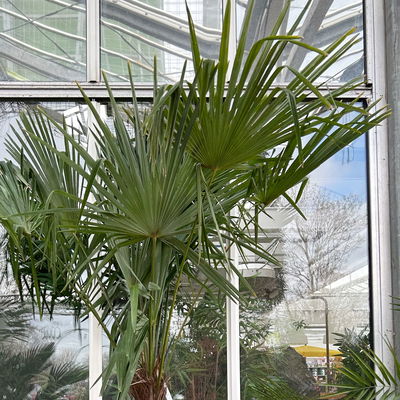 Hanfpalme, Stamm, Topf 45 Liter, Höhe ca. 200 cm