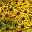 Sonnenhut 'Little Goldstar' goldgelb, Höhe 40-50 cm, Topf 3 Liter