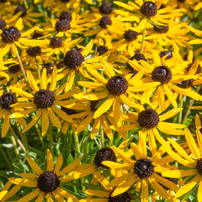 Sonnenhut 'Little Goldstar' goldgelb, Höhe 40-50 cm, Topf 3 Liter Sonnenhut 'Little Goldstar' goldgelb, Höhe 40-50 cm, Topf 3 Liter