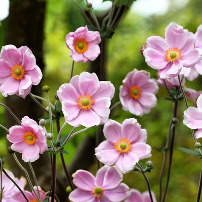 Herbst-Anemone rosa, 3 Liter Topf Herbst-Anemone rosa, 3 Liter Topf
