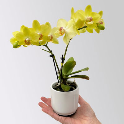 Mini-Phalaenopsis mit Keramiktopf, gelb, Topf-Ø 7 cm, 2 Pflanzen Mini-Phalaenopsis mit Keramiktopf, gelb, Topf-Ø 7 cm, 2 Pflanzen